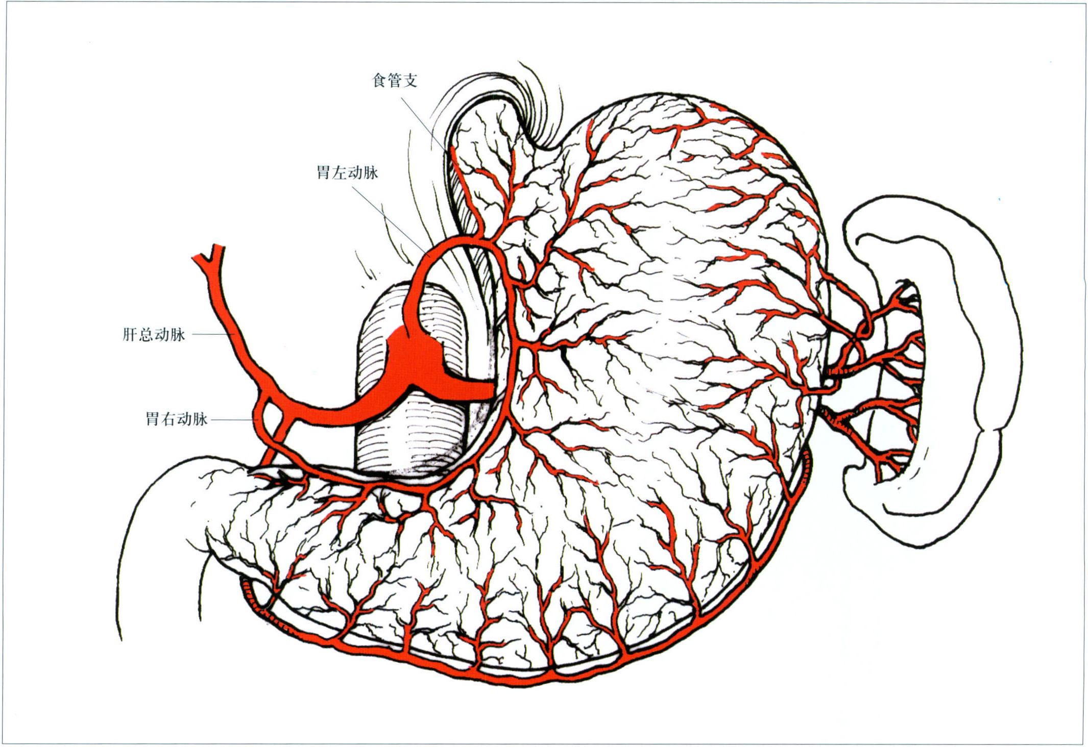 腹腔解剖图详细图-千图网